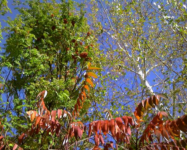 Осенняя листва, октябрь, осень, leaf fall, Autumn leaves, October, Osennyaya listva, oktyabr, osen, listopad