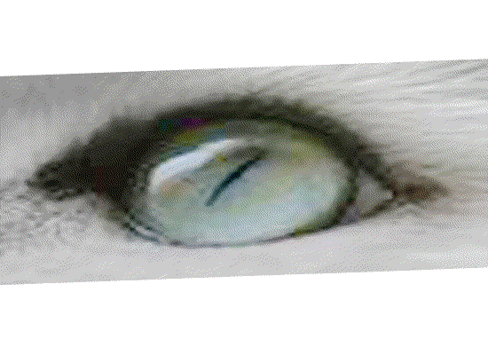 Вензель, кошачий глаз, монограмма, Дмитрий Замятин, Wenzel, cat's eye, monogram, Dmitry Zamyatin, Venzelʹ, koshachiĭ glaz, monogramma, Dmitriĭ Zamyatin                              мятин, 